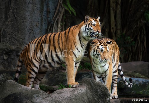 Picture of Portrait of a Royal Bengal tiger